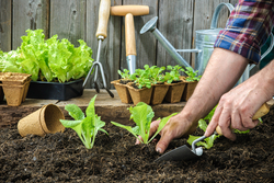 A gardener carefully planting seeds in the soil