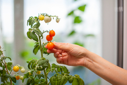 A woman plucking a ripe tomato from a plant. 
