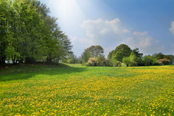 A spring meadow enjoys sunshine