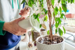 A woman watering an indoor plant.